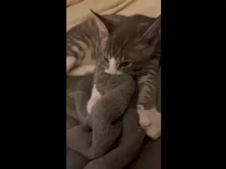 My new cat Frosty making bisxuits