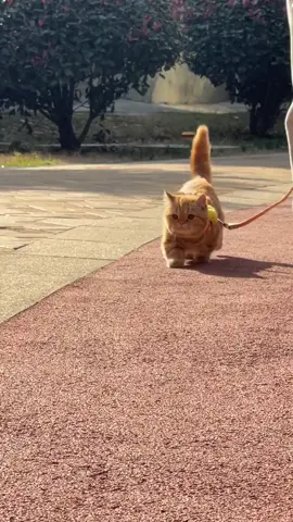 #cute #cat #fpy 