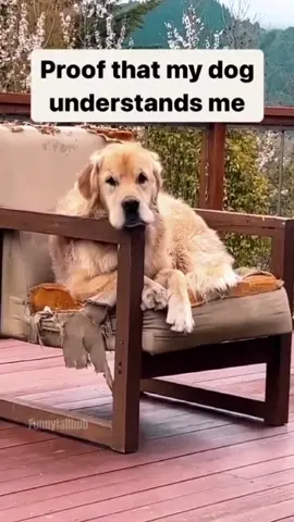 The best funny and cute dog compilation 🤣🤣🤣 Dogs just made my day 🥰  #funnydog #funnypet #cutedog #dogsoftiktok #doglover #dog 