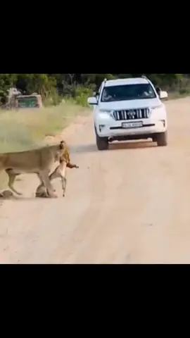 #lion #animal #wildanimals 
