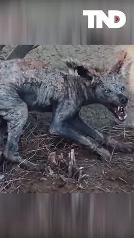 Mystical creature? There's a debate online about this animal who some say is Chupacabra and others believe it's a coyote.