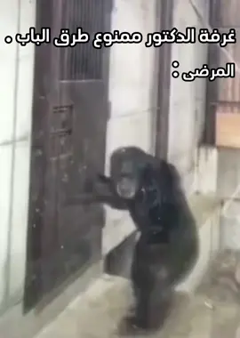 #CapCut  #😂😂😂 #الشعب_الصيني_ماله_حل😂😂 #foryou 