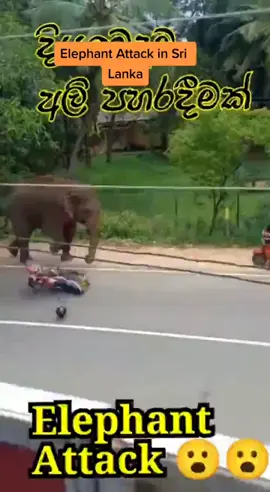#elephant #videos elephant video😈🤕😣s