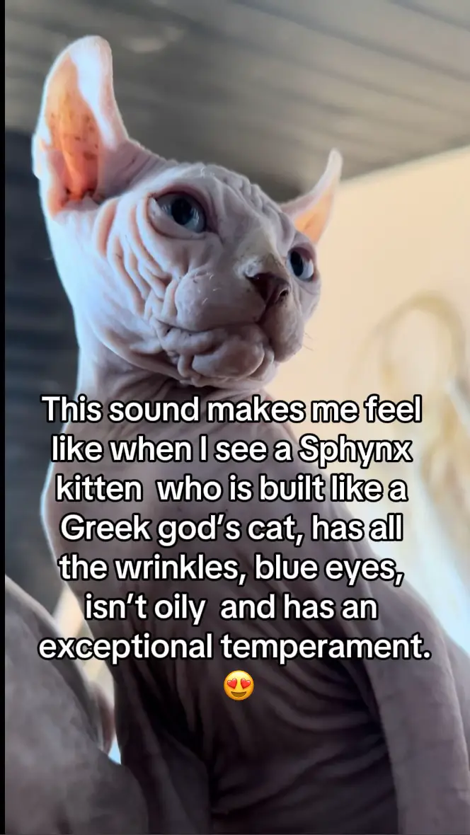 This Sphynx kitten is seriously an absolute gem of a soul! #sphynxoftiktok #sphynxtok #sphynx #sphynxkittens #sphynxkittensoftiktok 