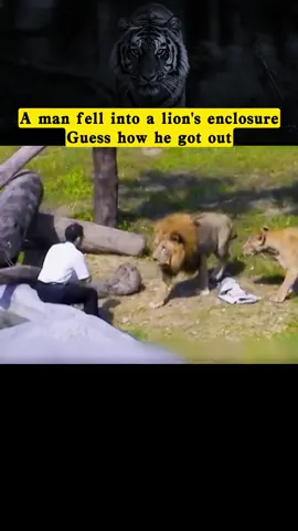 A man fell into a lion's enclosure. Guess how he got out #fyp #animal #foryou #animalsoftiktok #animalworld #lion 