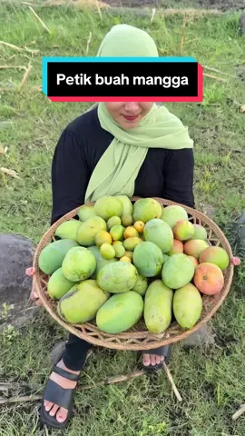 Petik macam-macam buah mangga #fyp #foryou #petikbuah #panenbuah #buahmangga 