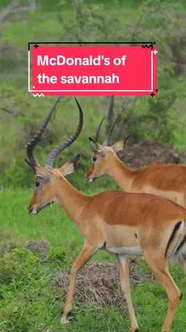 The McDonalds of the Savannah... Photos taken at: - Lake Nakuru National Park, Kenya 🇰🇪 - Chobe National Park Botswana 🇧🇼 - Kruger National Park, South Africa 🇿🇦 #CapCut #impalaantelope #africanantelope #africansafari #africansafaris #africasafari #africasafaris #africanwildlife #africawildlife 