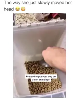 Dog wasnt happy! 😅 #dog #food #foodprank #serving #share #follow #foryoupage #foryou #fyp #viral 