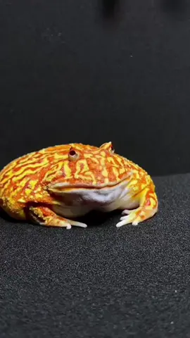 Frog #frog #pacman 