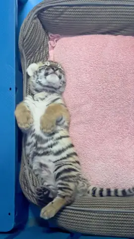 sleeping  #tigercub #tiger #kitten #foryou #fpy #cute #kitty 