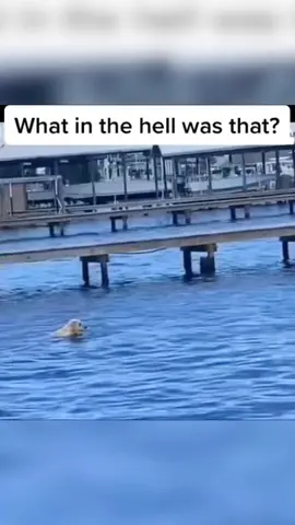 OMG 😱😱😱#scary #sea #ocean #scarytiktoks #foryoupage #fypシ 