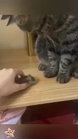 #funny #funnyanimals #cuteanimals #pet #cat #dog #fyp 