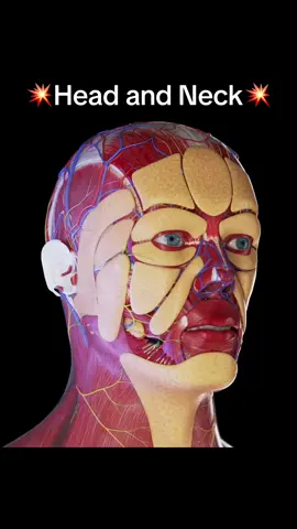 💥Complexity of the head and neck ⤵️ . The human neck and head are intricately designed structures, housing numerous vital components that contribute to our sensory perception, communication, and overall well-being. . 👉🏼Vertebral Column: . The neck, or cervical spine, consists of seven vertebrae (C1-C7), forming the foundation for the head and providing support and flexibility. . 👉🏼Muscles and Ligaments: . Multiple layers of muscles surround the neck, allowing for a wide range of movements such as flexion, extension, rotation, and lateral bending. . 👉🏼Nervous System: . The spinal cord, a crucial part of the central nervous system, runs through the vertebral column, transmitting signals between the brain and the rest of the body. . 👉🏼Brain and Skull: . The brain, housed within the protective skull, is the command center for the entire body. The skull consists of various bones, including the cranial bones that protect the brain and the facial bones that give structure to the face. . 👉🏼Vascular System: . Major blood vessels, such as the carotid arteries and jugular veins, run through the neck. These vessels supply oxygenated blood to the brain and return deoxygenated blood back to the heart. . 👉🏼Respiratory and Digestive Structures: . The neck contains the trachea (windpipe) and the esophagus, which are essential components of the respiratory and digestive systems. . 👉🏼Endocrine System: . The thyroid gland, a part of the endocrine system, is located in the neck. It produces hormones that regulate metabolism, energy, and growth. . 👉🏼Sensory Organs: . The head houses several sensory organs, including the eyes, ears, nose, and mouth. These organs play a fundamental role in vision, hearing, olfaction, and taste. . 👉🏼Lymphatic System: . Lymph nodes in the neck are part of the lymphatic system, helping filter and fight infections. . 👉🏼Emotional Expression: . Facial muscles and expressions are integral to communication and emotional expression.  . Credit: @sciepro.official  #anatomy #cranialsacraltherapy #osteopathy #osteopath #nervoussystem #nervoussystemregulation #brainfog #headaches #migraines #neckpain #emotionalhealth #spinehealth #thyroidhealth