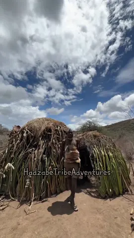 Hadzabe tribe houses are temporary huts made out of leaves. Hadzabe don't have permanent structures as they're nomads living in the forest and move around with the seasons #hadzabetribe #hadzabe #africantribes #bushlife 