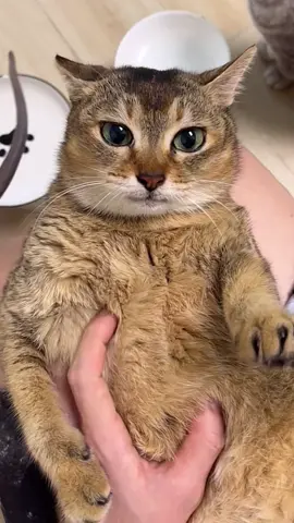 🐆