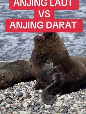 Anjing Darat Vs Anjing Laut ‼️#fypシ #fyp #pelautindonesia #pelautpunyacerita #kapalpesiar #bataktiktok #pelauttiktok #luarnegeri #batak #batakitukeren #travelarroundtheworld #jurumudi #chile 