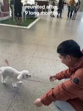 We had never been separated this long before. Seeing her reaction upon my arrival was so precious. This is the moment that I can really say life is worth lving, because I get to share it with my family and especially with Pia. #puppy #dogsoftiktok #doglover #furparent #reunited #OFWlife #viral #fyp 