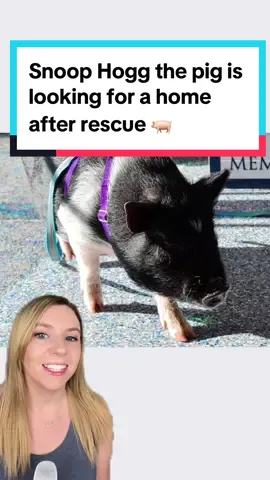 Snoop Hogg is looking for a home! The 6 month old pig was found roaming the streets of Philadelphia, and will hopefully be going to his forever home soon. 🐖  See more from the sanctuary: @The Sanctuary at Haafsville  📸 The Sanctuary at Haafsville (FB) #pigs #pigrescue #animalrescue #goodnews #positivecontent #snoopdogg 