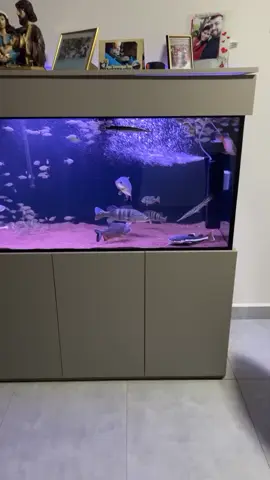 #aquarismo #aquarismojumbo #foryou #aquarios #vidadeaquarista  #viral #viralvideo #tiktok #TikTokAwards23 #ti #fypシ 