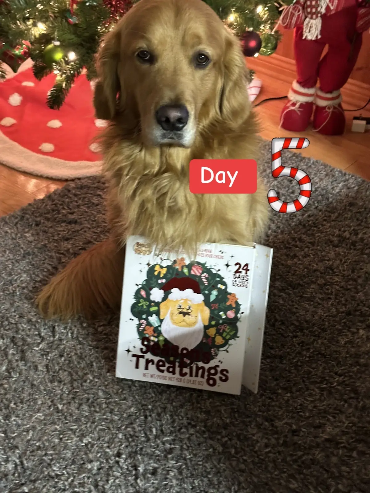 @Bosco & Roxy’s @Bosco & Roxy’s #dogadventcalendar #goldenretriever #christmascountdown2023 #dailyfloof #dogs #cutedog #goldenretrieverlife #🎅#🎄#christmascookies #christmasdogcookie 