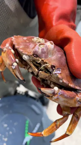 Barnacle Eye #fyp #asmr #crab 