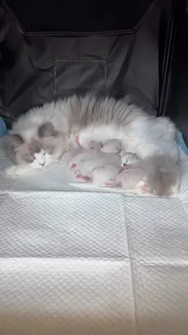 Talking about what its like to watch kittens grow up 