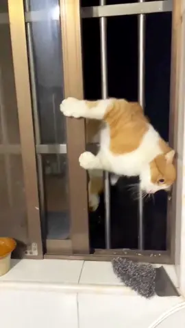 Cats are flexible enough to get in, don’t you think?🐈🐈🐈👍👍👍🤣🤣🤣🥰🥰🥰#cat #tiktok #love❤️ 