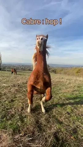 Je fais goûter un aliment insolite à mes chevaux 🫢 #fyp #foryou #pourtoi #cheval #poney #shetland #calendrierdelavent #equitation #trotteurfrancais #cavalier #travailapied #welshpony #shetlandpony #chevaldemavie 