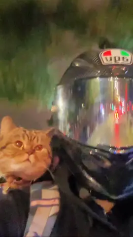 #cute #coolpets #catslovers #catsoftiktok #catvideos #cats #cat #fyp #pets #fypforyou #helmet #lishiyin #motorcycletiktok 