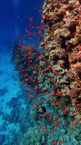 Wonderful Red Sea coral reef #diving #coralreef #redsea #egypt #underwater #photography #marinelife #scubadiving #ocean #adventure #explore #travel #nature #sealife #relax #reefencounter #wanderlust #snorkeling #chill #oceanlove #coralconservation #beautifuldestinations #shorts #reels #underwater #fish #life #photography #video #water #diving #gopro #bajoelagua #relajarse #pez #arrecifedecoral #buceo #水下 #放松 #鱼 #珊瑚礁 #潜水 #पानीकेनीचे #आरामकरो #मछली  #تحت_الماء  #استرخاء  #سمك  #شعب_المرجان  #الغوص 