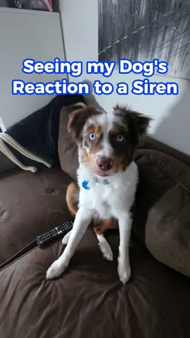 Cute Dog Lets out his Best Awooo#🤣 #🐶 #dogsoftiktok #funnydog