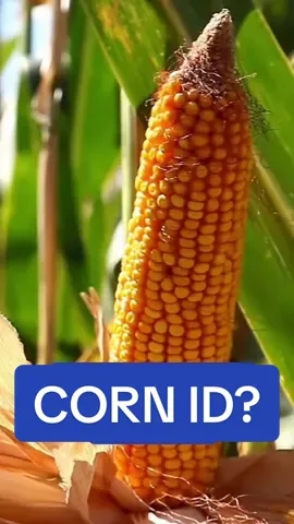 Corn users could be FORCED to take a selfie? #news #law #weirdlaws #fyp #faceid #uknews #pollitics 