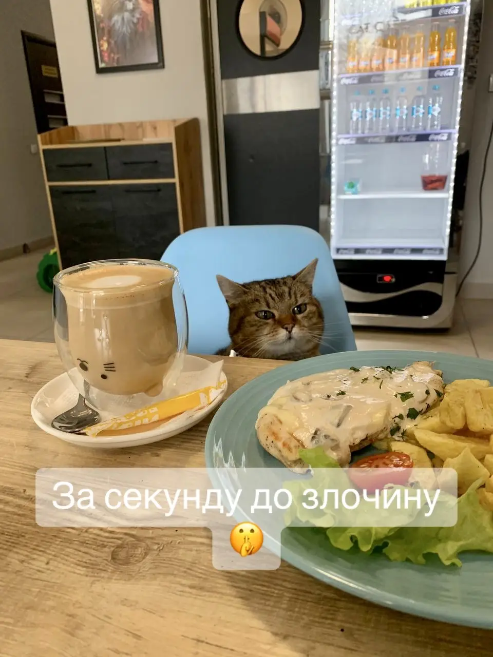 #catcafe #іванофранківськ