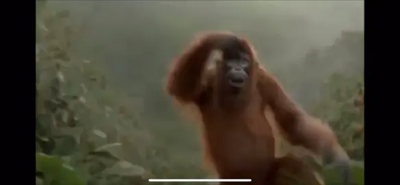 #CapCut #fun #funny #meme #indian meme song #orangutang 