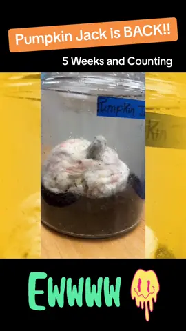 5 Weeks and Counting, Pumpkin Jack is back for an update!!! #pumpkinjack #5weeks #decompisition #observation #newlife #oldbecomesnew #learningisfun #scienceexperiments #teacherlife #teachersoftiktok #change #weekfive #MomsofTikTok #lesson 