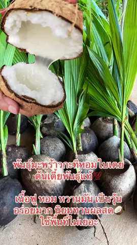 พันธุ์มะพร้าวกะทิหอมใบเตย ต้นเตี้ยพันธุ์แท้💯 เนื้อฟู หอม หวานมัน เป็นวุ้น อร่อยมาก นิยมทานผลสด🥥ปลูก 2 ปีเก็บผล ใช้พื้นที่ไม่เยอะ ให้ลูกดกตลอดทั้งปี #พันธุ์ไม้ #ต้นไม้ #มะพร้าว #มะพร้าวกะทิ #มะพร้าวน้ําหอม #เกษตร #ชอบปลูกต้นไม้ 