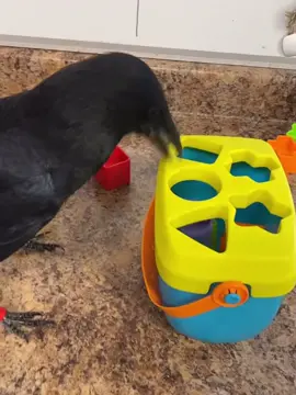 Crows are very intelligent! Watch Edgar work on his puzzle! #fyp #viral #sanctuary #birdsanctuary #ohio #wildlife #birds #crow #crows 