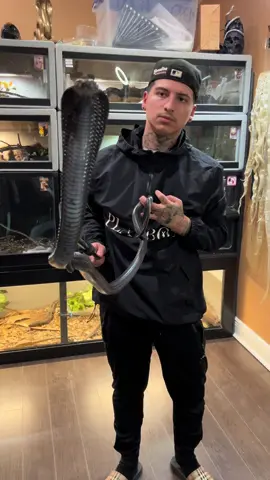 TWITCH MY JET BLACK FOREST COBRA 🐍 #najaguineensis #forestcobra #venomous #wildlife #reyrackz #animals #nature #snake #reptiles #cobra #exoticanimals #fyp #africa 