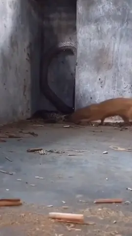 tikus lawan ular