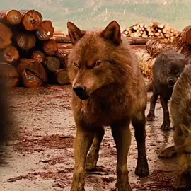 ✨Jacob Black✨                                              #viral #wolf #wolfedit #werewolf #werewolfedit #twilightwolf #twilightwolfedit #twilightwolfpack #plzgoviral❤ #foryou #fypシ #nighthowlers #nighthowlerspack #wolves #wolvesedits #wolvespack🐺 