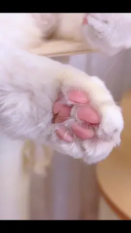 This mosquito is so annoying😅 Such cute feet🤣#pet #fyp #cat #cutecat #catsoftiktok #funnyvideos 