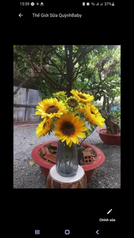 #hoahuongduong #hoahuongduong🌻 #hươngduong #huongduong #hoahươngdương🌻 #hoanhantaomia#hoanhantaomia 