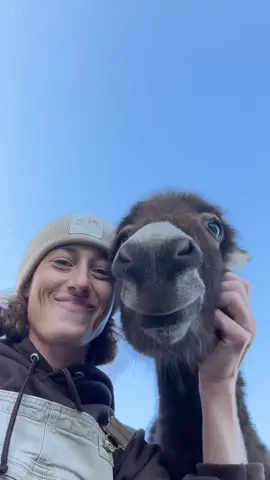 Morning scratches with Jude ❤️ #farmlife  #minidonkey 