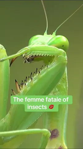 The rumours are true: praying mantis females do eat their mates…sometimes. Why? Well, why not? If the female is extra hungry after mating and needs nourishment to grow her eggs, her soon-to-be-ex is a convenient snack. Interestingly, more ~experienced~ males seem to know the dangers of love and don’t stick around for cuddles and snacks after doing the deed. 🏃‍♂️#insects #entomology #lovehurts💔 