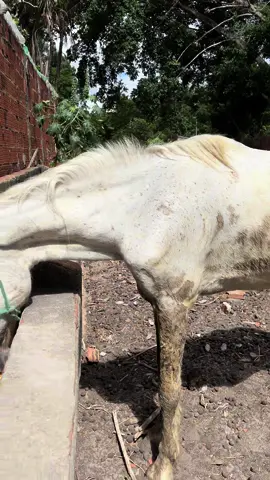 Vaqueiro Gabriel com milho pro cavalo rabicó #TikTokAwards23 