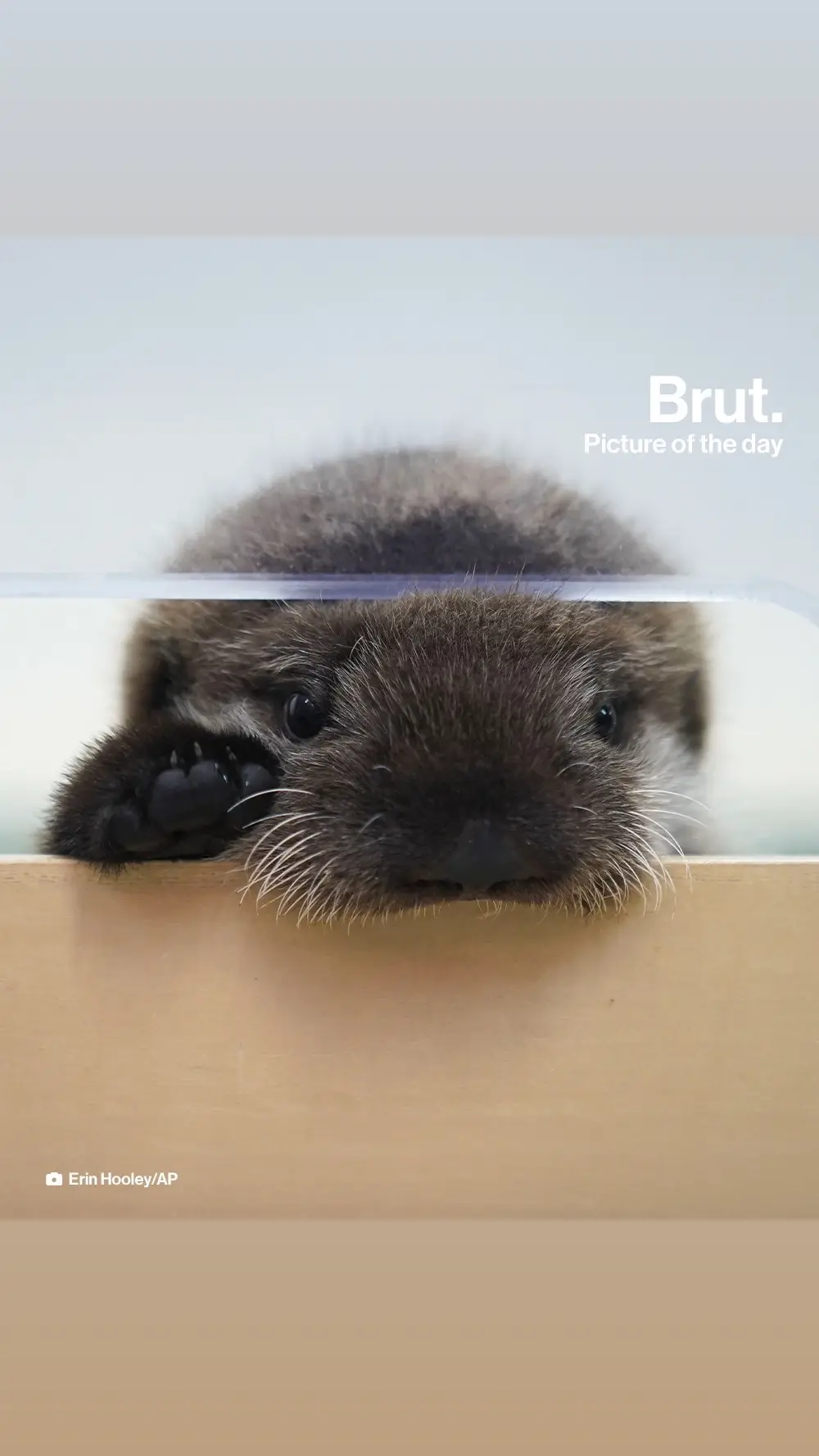 This 8-week-old northern sea otter pup was found all alone and malnourished in Alaska. Now, he is munching on ice chips in the nursery of Chicago’s Shedd Aquarium. The pup, who does not have a proper name yet, was found in the remote town of Seldovia in October and taken to the Alaska SeaLife Center in Seward. The SeaLife Center contacted Shedd Aquarium because they are one of the only facilities in the United States with the resources to care for rescued otters. After a cross-country trip, the fluffy brown sea otter pup arrived in Chicago at the end of November. The pup will stay in Shedd’s Regenstein Sea Otter Nursery for a few months before being introduced to the otter habitat and the five other otters at the aquarium, according to the Associated Press.