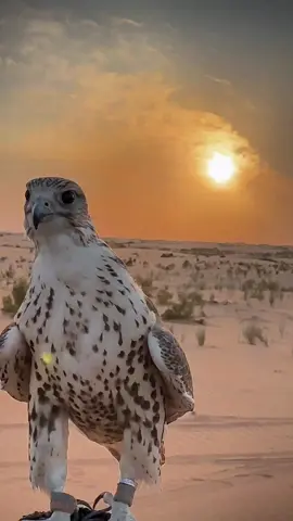 #حمزة #احمودة #مصراتة_ليبيا #صيادين_ليبيا #مرماك_ليبيا🦅🌴 #أكسبلور #صيادين_ليبيا  @⚡ᴱᵈⁱᵗᵒᴿ_999⚡ 