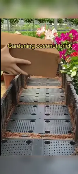 Imported natural coco peat block brick✨🥰 #coconutbrick #cocopeatblock #gardening #garden #tiktokfinds #foryou #fyppppppppppppppppppppppp 
