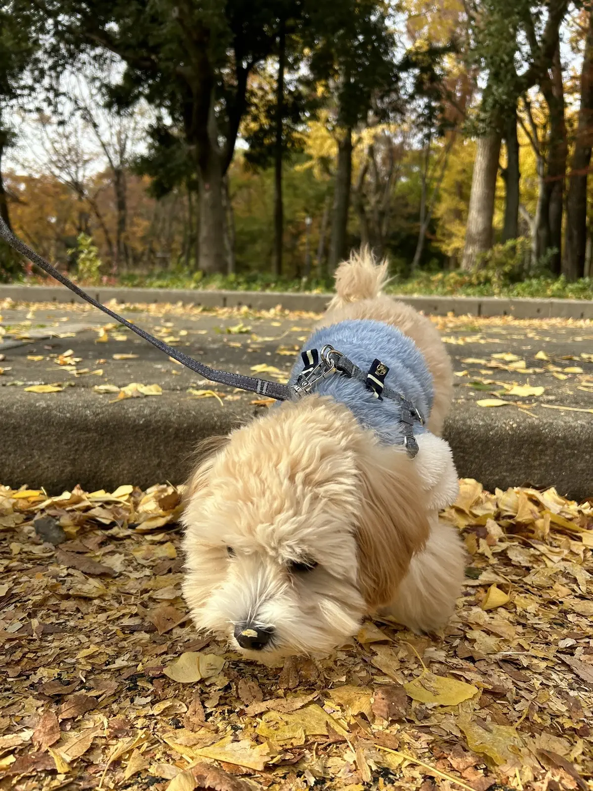 初めての紅葉を楽しむまろさん #マルプー #マルプーのいる生活 #大阪犬 #マロン #パピー犬がいる暮らし #パピー犬 #puppy #マルプー男の子 #パピー #マルプー子犬 #まろ助 #まろさん #大阪城公園#紅葉