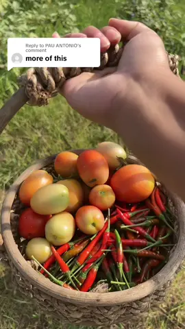 Replying to @PAU ANTONIO another harvest time! 🍅🌶️ #harvesting #harvesttime #harvest #fruitharvest #farmgirl #farmlife #farmtok #farmgirllife #northeastfarmgirl #viralph #tiktokph #viraltiktok #viralvideo #fyp #fyppppppppppppppppppppppp #fypシ゚viral #fypシ 